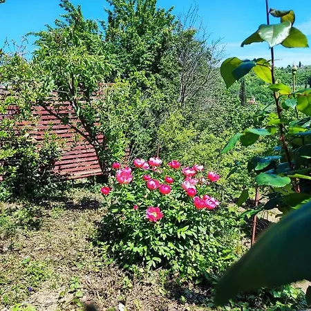 Salara Koper