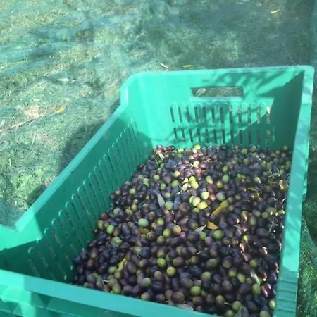 Salara Koper